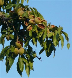 Миндальное масло (рафинированное) 1л 0320123 - фото 6147