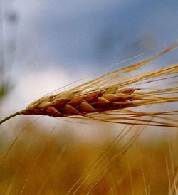 Зародышей пшеницы масло (рафинированное) 100мл 0320071 - фото 6163