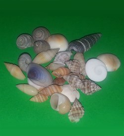 Ракушки mini (до 2см) 10г 1400244 - фото 6614