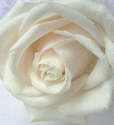 Диоксид титана, пигмент 100г 0730042