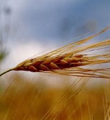 Зародышей пшеницы масло (рафинированное) 500мл 0320072