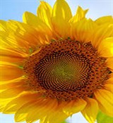 Подсолнечника воск 50г 1100051