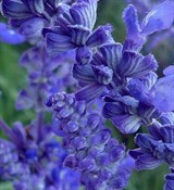 Шалфея воск 20г 1100081