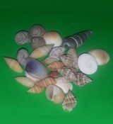Ракушки mini (до 2см) 10г 1400244