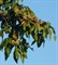 Миндальное масло (рафинированное) 1л 0320123 - фото 6147