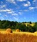 Скошенная трава отдушка косметическая 10мл 0120551 - фото 6740